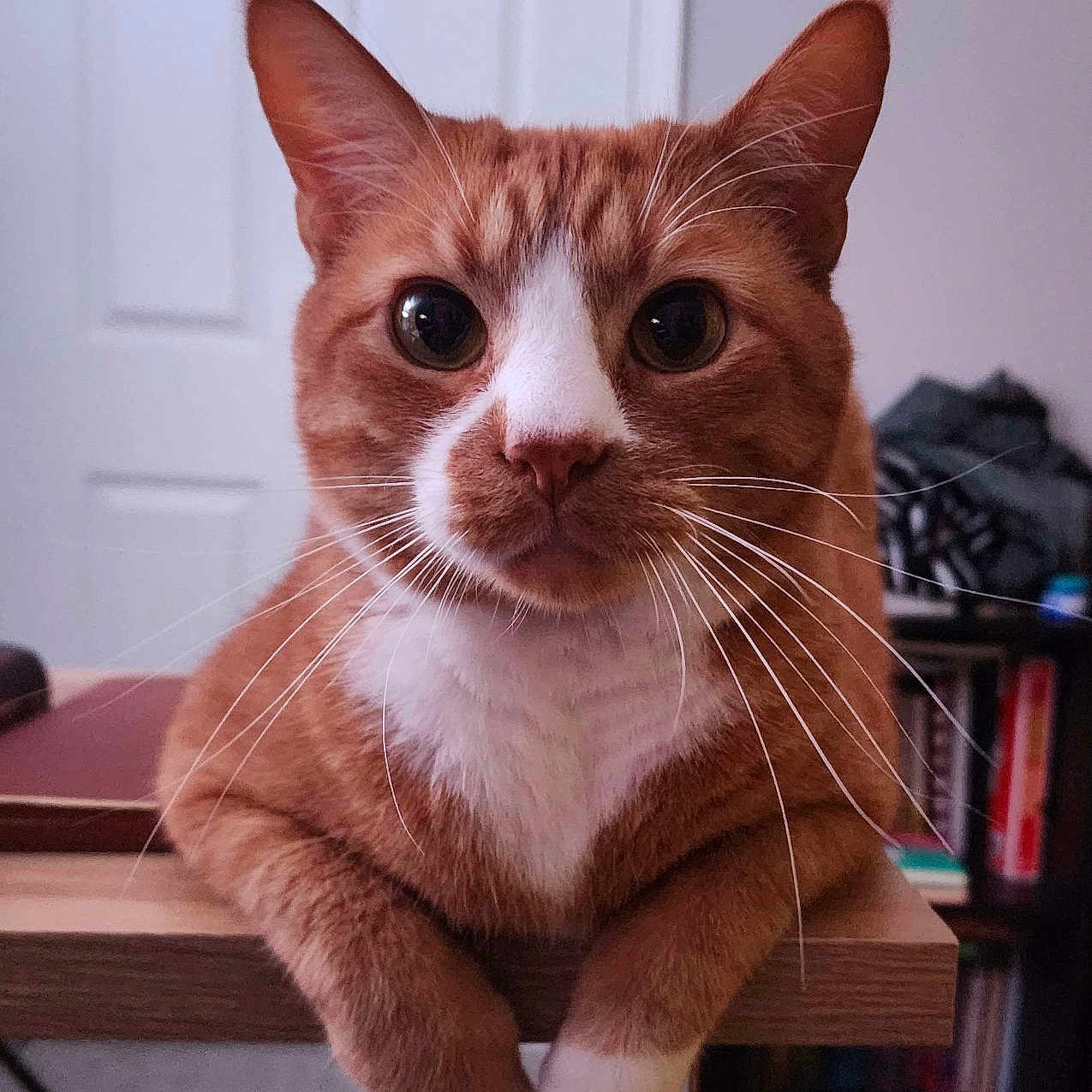 Small Cat joined the competition — help win amazing prizes! abyssinian, animal, cat, chair, desk, face, furniture, hardwood, head, indoors, interiordesign, kitten, manx, person, pet, plywood, shelf, stainedwood, table, wood