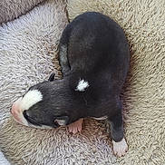 Bella is registered to the contest to win money with this photo: puppy, newborn, dog, black_and_white, fur, paw, blanket, fluffy, cozy, sleeping, cute, animal, pet, small, young, resting, indoors, soft, mammal, adorable