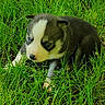 Bella is registered to the contest to win money with this photo: puppy, dog, husky, grass, outdoor, animal, young, pet, cute, blue_eyes, nature, fur, mammal, small, playful, green, adorable, eyes, face, canine