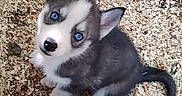 Bella is registered to the contest to win money with this photo: puppy, dog, husky, blue_eyes, fur, pet, animal, cute, young, sitting, looking_up, wood_shavings, outdoor, nature, small, ears, tail, nose, whiskers, playful