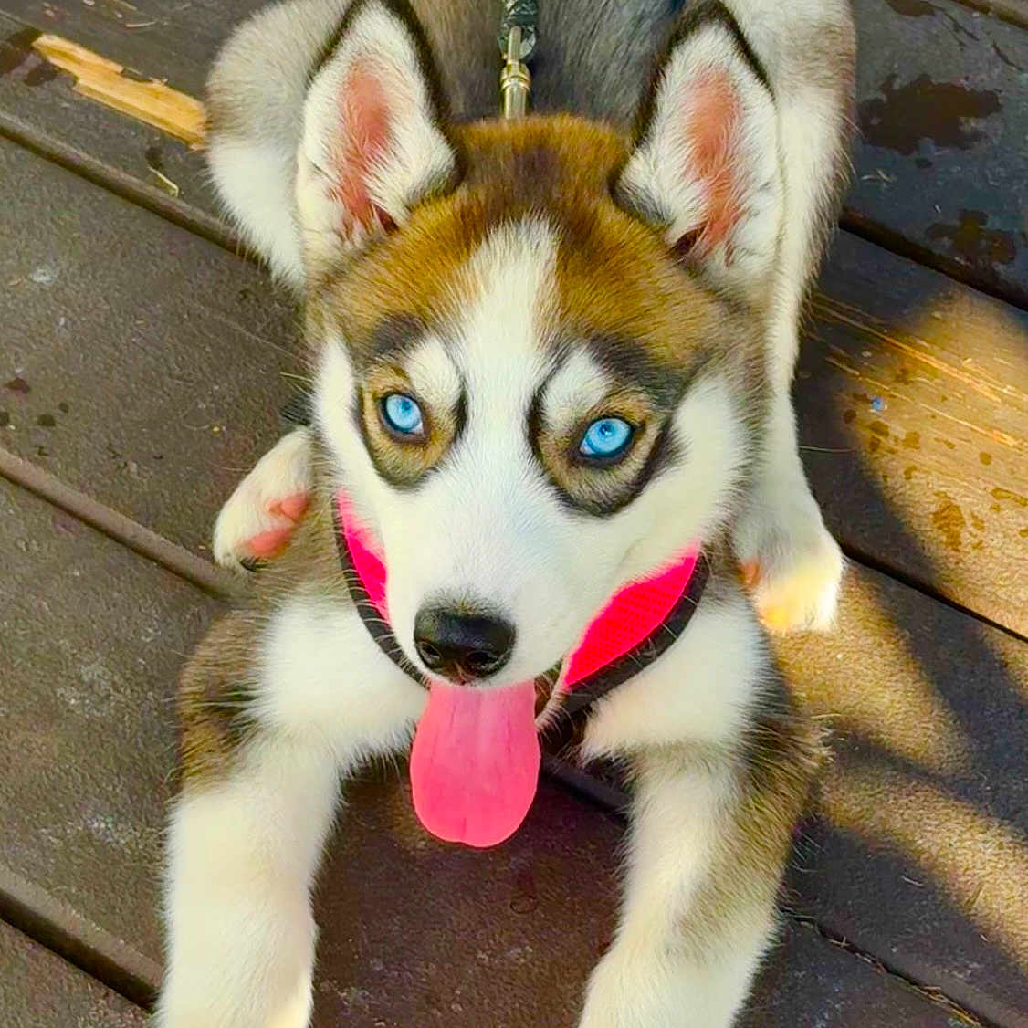Bella joined the competition — help win amazing prizes! dog, puppy, siberian_husky, blue_eyes, tongue_out, pink_harness, leash, wooden_deck, sunlight, playful, cute, fluffy, pet, animal, outdoor, young_dog, canine, ears_up, close_up, happy
