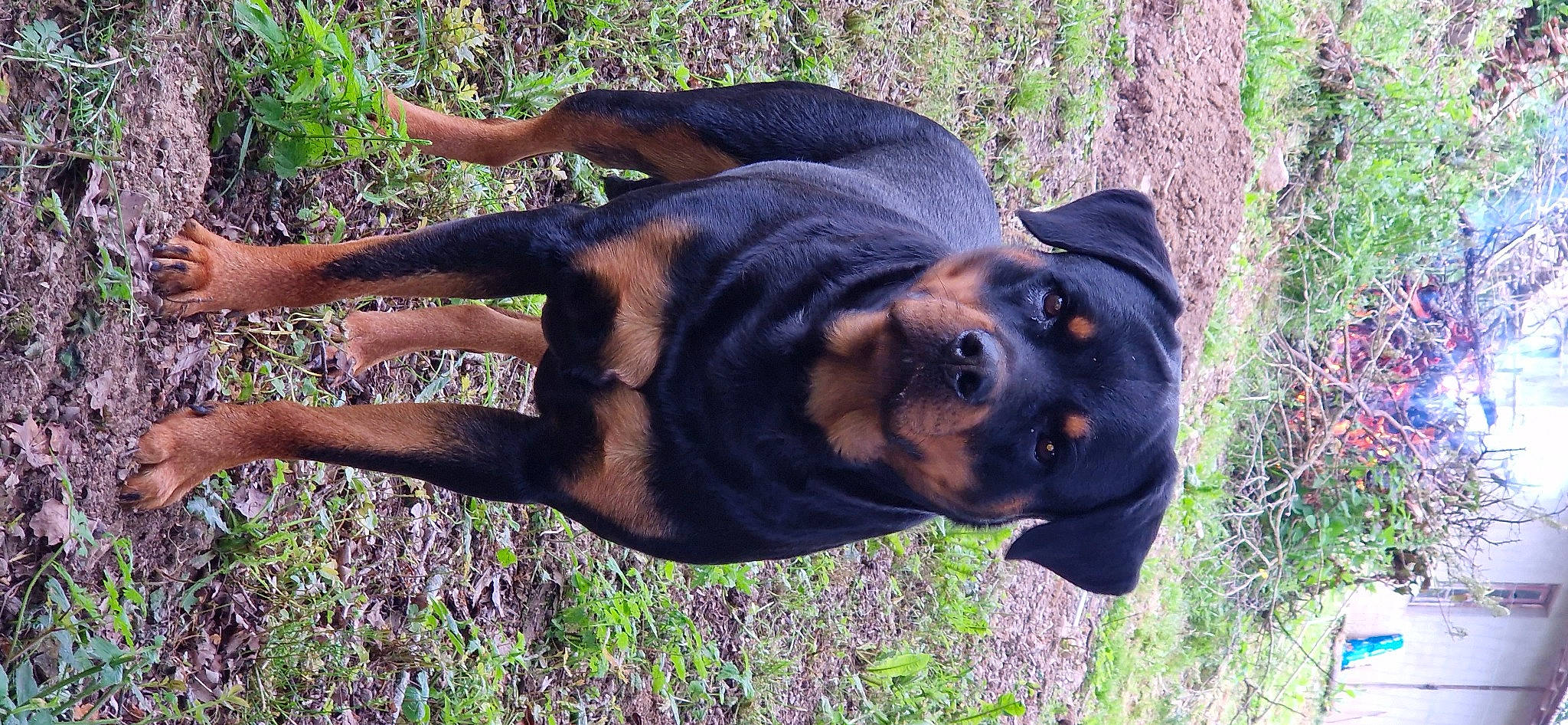 Rhéa a rejoint le concours — aidez-le/la à gagner de superbes lots ! austrian_black_and_tan_hound, canidae, carnivore, companion_dog, dobermann, dog, dog_breed, fawn, grass, guard_dog, hound, liver, plant, rottweiler, snout, sporting_group, terrestrial_animal, tree, working_animal, working_dog