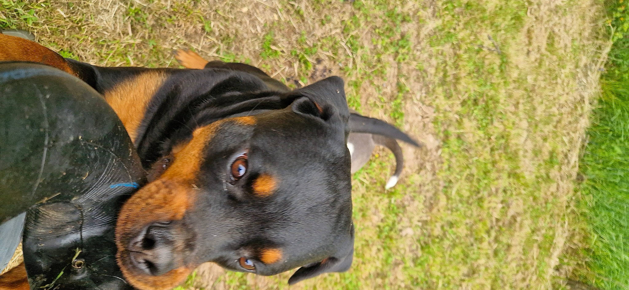 Rhéa participe au concours pour gagner de l'argent avec cette photo : austrian_black_and_tan_hound, canidae, carnivore, companion_dog, dog, dog_breed, grass, guard_dog, hunting_dog, plant, snout, sporting_group, terrestrial_animal, whiskers, working_animal, working_dog