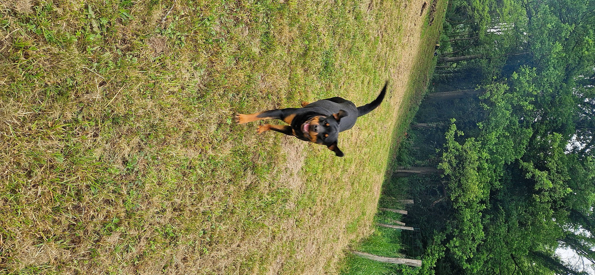 Rhéa a rejoint le concours — aidez-le/la à gagner de superbes lots ! canidae, carnivore, companion_dog, dog, dog_breed, fawn, grass, grass_family, grassland, guard_dog, hunting_dog, pasture, plant, prairie, sporting_group, tail, terrestrial_animal, tree, working_animal, working_dog