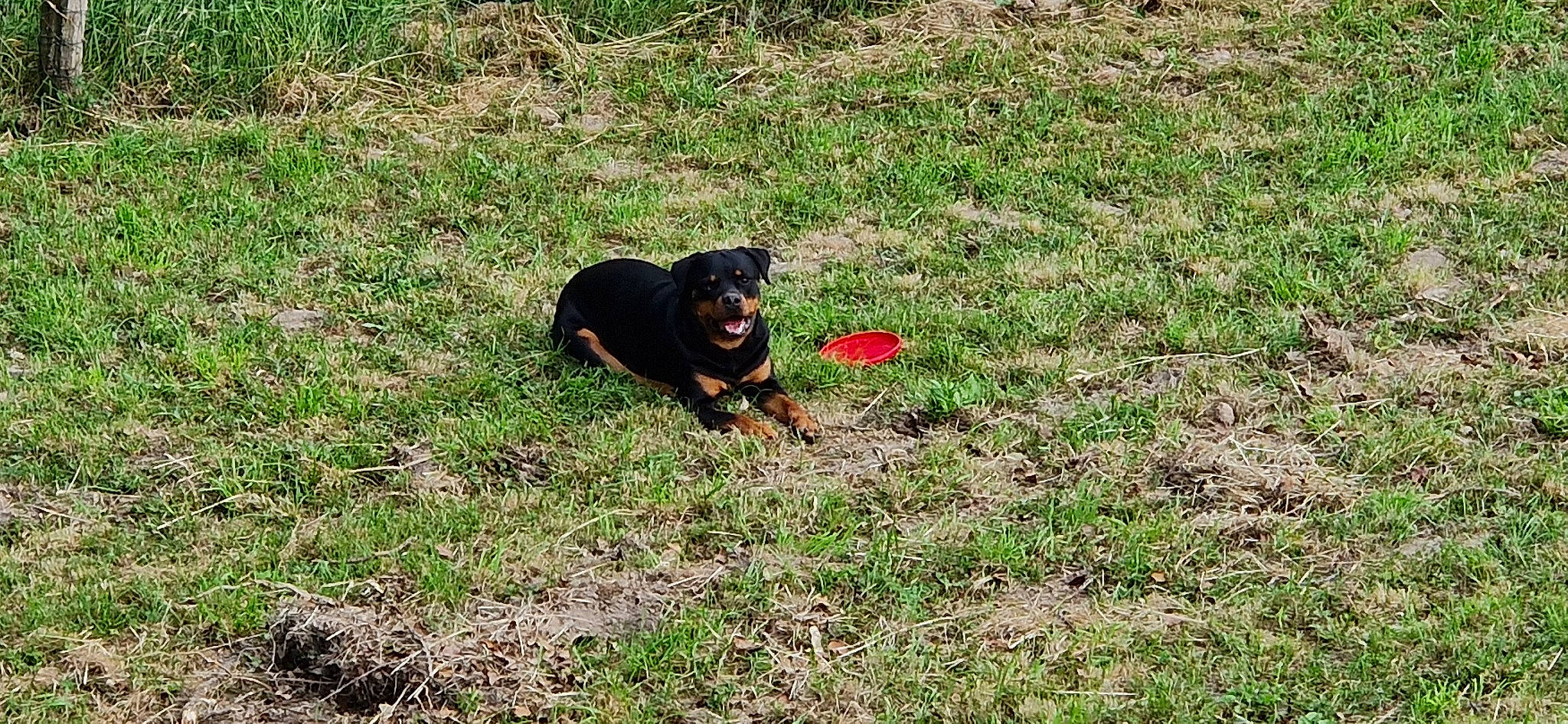 Rhéa a rejoint le concours — aidez-le/la à gagner de superbes lots ! canidae, carnivore, companion_dog, dog, dog_breed, grass, grassland, groundcover, guard_dog, hound, hunting_dog, pasture, plant, prairie, soil, sporting_group, tail, terrestrial_animal, working_animal, working_dog