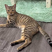 Taz is registered to the contest to win money with this photo: tabby_cat, cat, pet, animal, feline, striped, relaxed, floor, wooden_floor, rug, green_rug, indoor, curious, ears, tail, paws, whiskers, lying_down, looking, domestic_cat