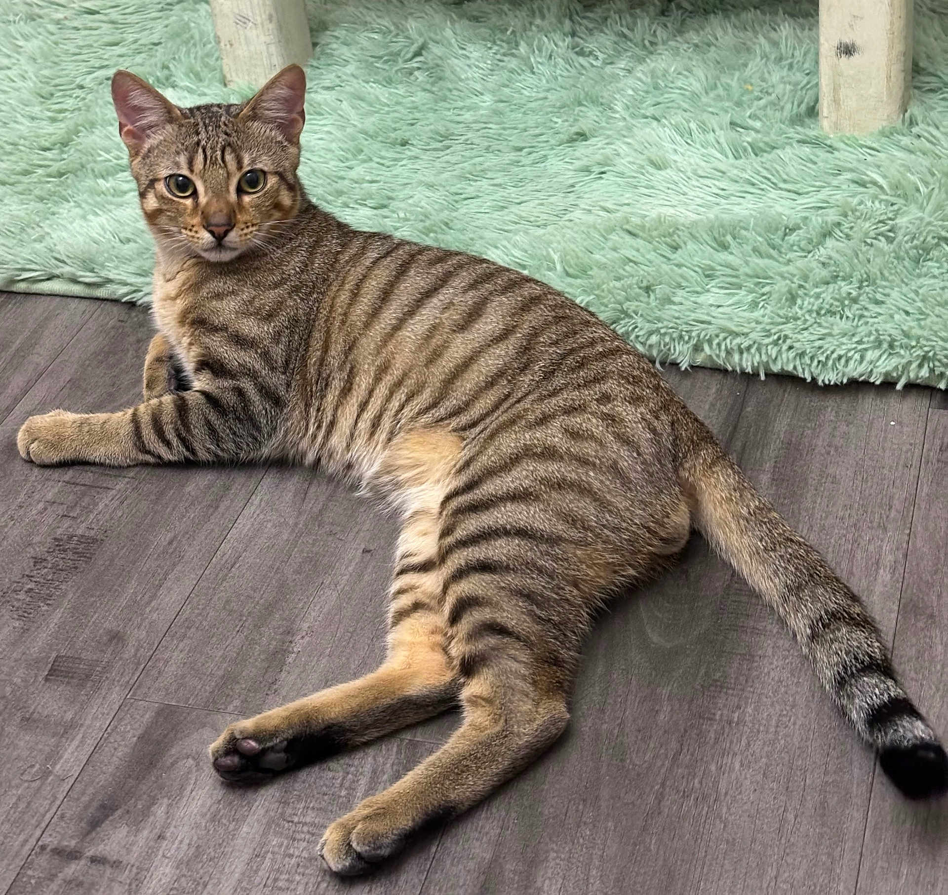 Taz