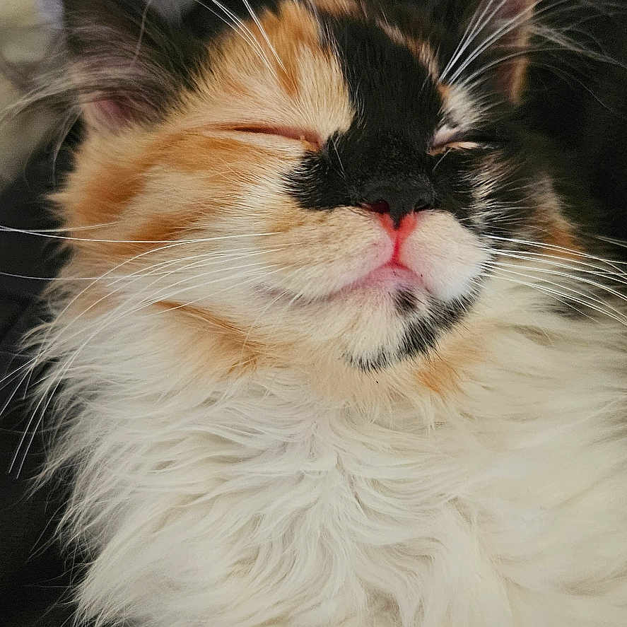 Véra a rejoint le concours — aidez-le/la à gagner de superbes lots ! animal, bodypart, canine, cat, couch, dog, face, furniture, head, indoors, kitten, manx, mouth, person, pet, photography, portrait, puppy, sleeping, teeth