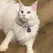 Jade joined the competition — help win amazing prizes! cat, white_cat, fluffy, blue_eyes, pet, indoor, collar, tag, wooden_floor, relaxed, animal, feline, cute, domestic_cat, whiskers, ears, paw, fur, portrait, laying_down