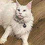 cat, white_cat, fluffy, blue_eyes, pet, indoor, collar, tag, wooden_floor, relaxed, animal, feline, cute, domestic_cat, whiskers, ears, paw, fur, portrait, laying_down