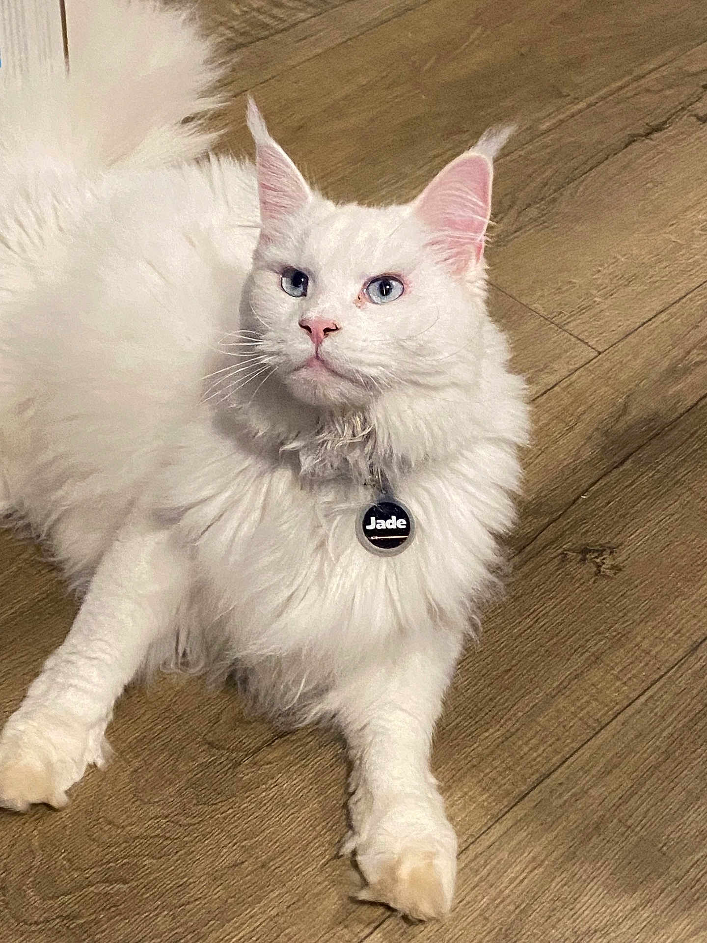 Jade joined the competition — help win amazing prizes! cat, white_cat, fluffy, blue_eyes, pet, indoor, collar, tag, wooden_floor, relaxed, animal, feline, cute, domestic_cat, whiskers, ears, paw, fur, portrait, laying_down