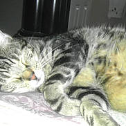 Max is registered to the contest to win money with this photo: animal, bed, cat, closeup, cozy, cute, domestic, feline, fur, indoor, napping, pet, quilt, relaxing, resting, sleeping, soft, striped, tabby, whiskers