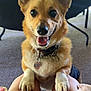 Trooper is registered to the contest to win money with this photo: dog, corgi, pet, happy, smiling, indoor, table, cup, person, legs, collar, tag, fur, ears, carpet, playful, closeup, animal, cute, companion