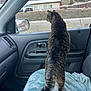 Roxie joined the competition — help win amazing prizes! cat, tabby_cat, car_interior, blue_blanket, window, side_mirror, rural, hill, building, vehicle, door_handle, seat, curious, pet, animal, feline, looking_out, daytime, road, nature