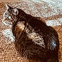 Roxie joined the competition — help win amazing prizes! cat, tabby, carpet, indoor, sunlight, pet, feline, relaxed, cozy, fur, whiskers, tail, animal, mammal, domestic, laying, resting, cute, soft, warm