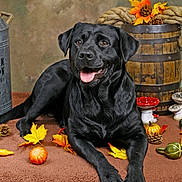 Aya a rejoint le concours — aidez-le/la à gagner de superbes lots ! black_labrador, dog, autumn, fall_leaves, pumpkins, pine_cones, mushrooms, blanket, rustic, barrel, flower_vase, indoor, pet, animal, portrait, cozy, decorations, brown, orange, happy