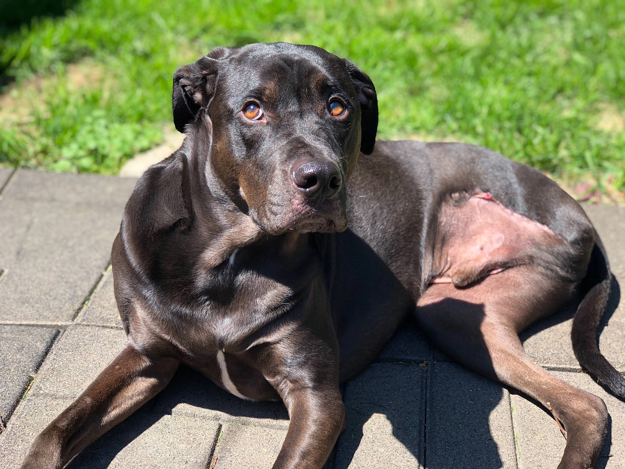 Remy joined the competition — help win amazing prizes! canidae, carnivore, companion_dog, dog, dog_breed, guard_dog, liver, mammal, organ, skin, snout, sporting_group, working_animal, working_dog