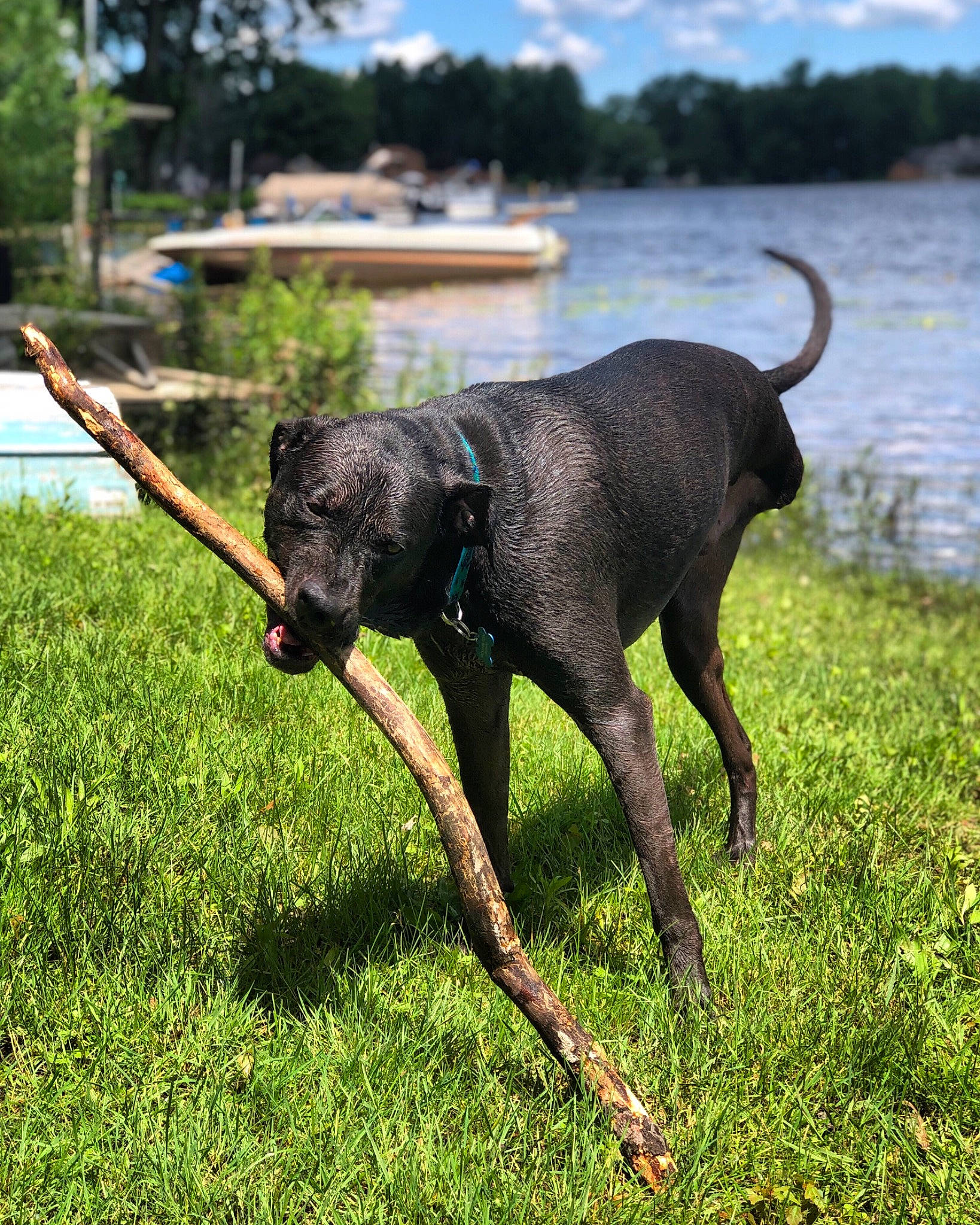 Remy joined the competition — help win amazing prizes! canidae, carnivore, collar, companion_dog, dog, dog_breed, dog_collar, liver, loch, non_sporting_group, snout, sporting_group, tail, working_animal, working_dog