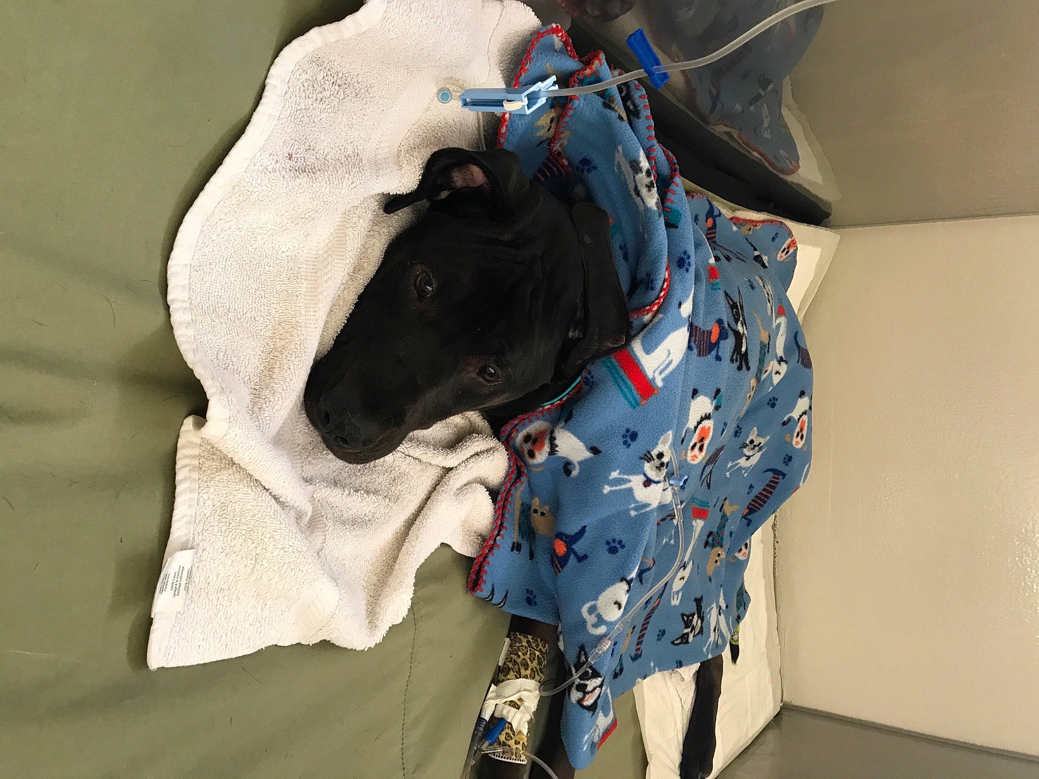 Remy is registered to the contest to win money with this photo: bag, beige, canidae, carnivore, collar, companion_dog, dog, dog_breed, dog_clothes, dog_collar, dog_supply, khaki, leash, pack_animal, pet_supply, sporting_group, working_animal, working_dog