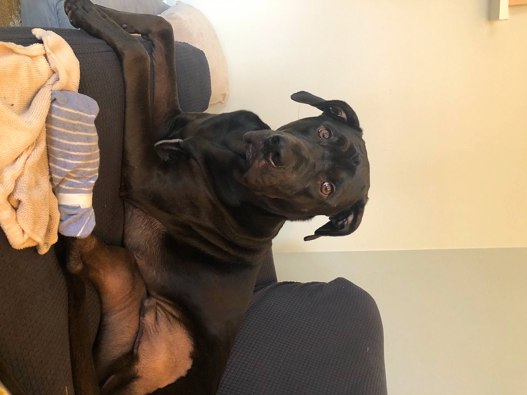 Remy joined the competition — help win amazing prizes! canidae, carnivore, collar, comfort, companion_dog, dog, dog_breed, dog_collar, fawn, guard_dog, liver, non_sporting_group, old_english_bulldog, pet_supply, snout, sporting_group, whiskers, working_animal, working_dog