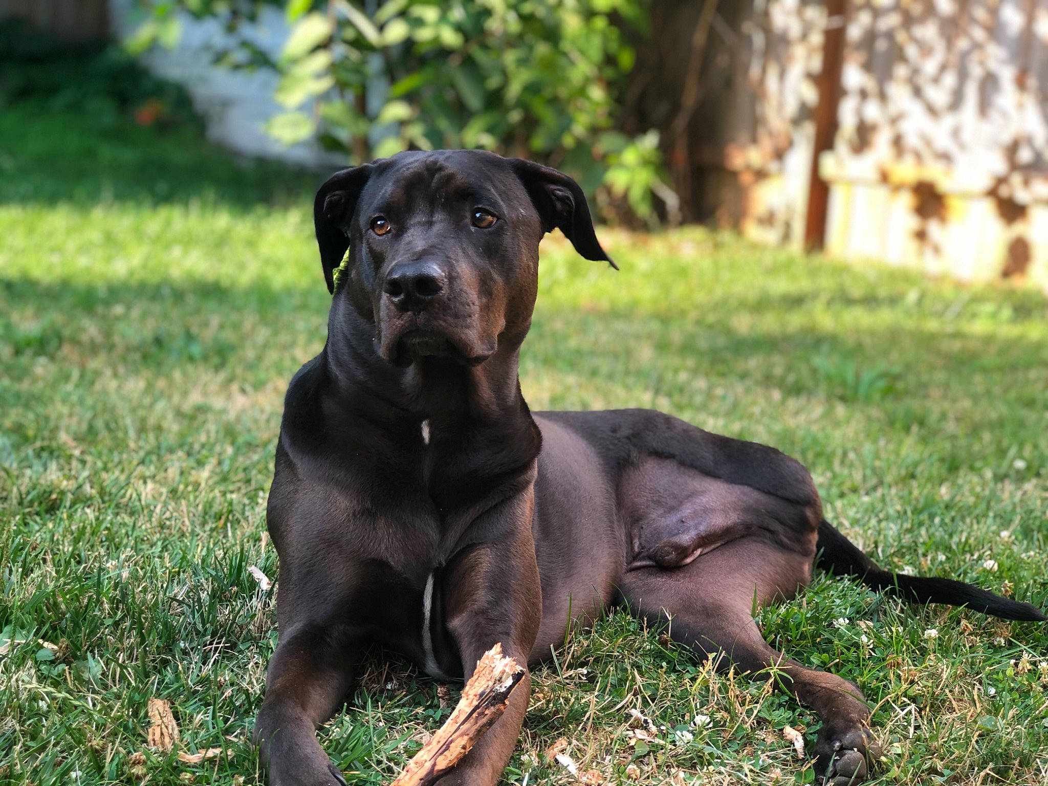 Remy is registered to the contest to win money with this photo: canidae, carnivore, companion_dog, dog, dog_breed, grass, groundcover, guard_dog, hunting_dog, liver, mammal, non_sporting_group, snout, sporting_group, whiskers, working_animal, working_dog