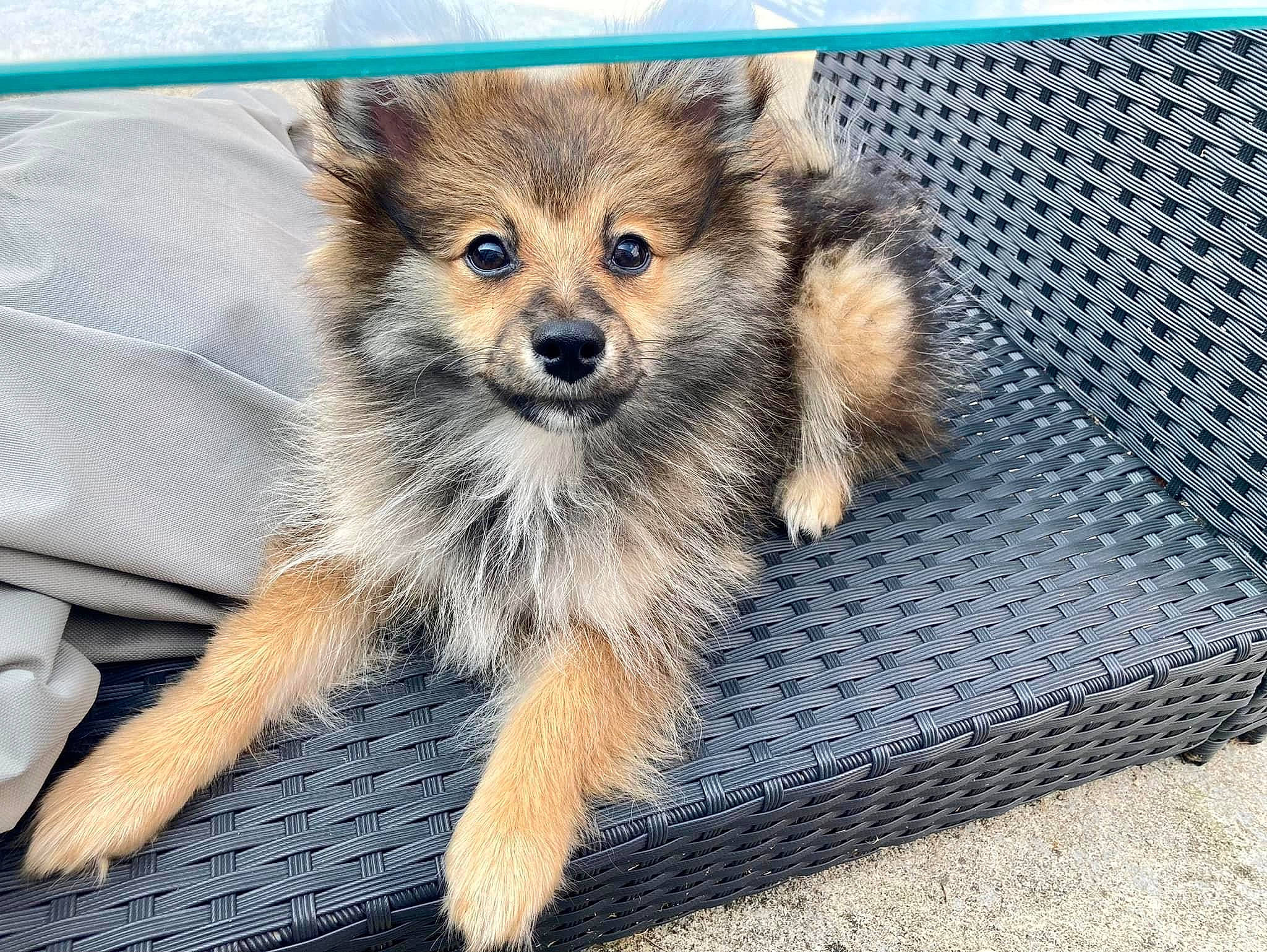 Pippin is registered to the contest to win money with this photo: ancient_dog_breeds, canidae, carnivore, claw, companion_dog, dog, dog_breed, fawn, fur, mesh, paw, puppy, rectangle, snout, spitz, sporting_group, tail, terrestrial_animal, whiskers, wildlife