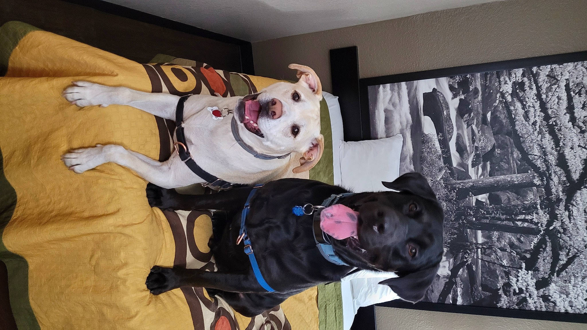 Roxy And Chase joined the competition — help win amazing prizes! adventure, carnivore, companion_dog, costume, curtain, dog, dog_breed, eyewear, fun, fur, hat, personal_protective_equipment, room, smile, sporting_group, sunglasses, tree, window, wood