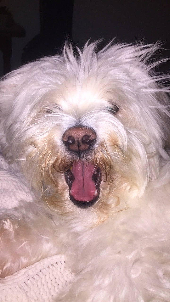 Teddy is registered to the contest to win money with this photo: canidae, carnivore, catalan_sheepdog, companion_dog, coton_de_tulear, dog, dog_breed, glen_of_imaal_terrier, havanese, irish_soft_coated_wheaten_terrier, kyi_leo, lowchen, maltese, mammal, pyrenean_shepherd, sapsali, schnoodle, terrier, tibetan_terrier, vertebrate