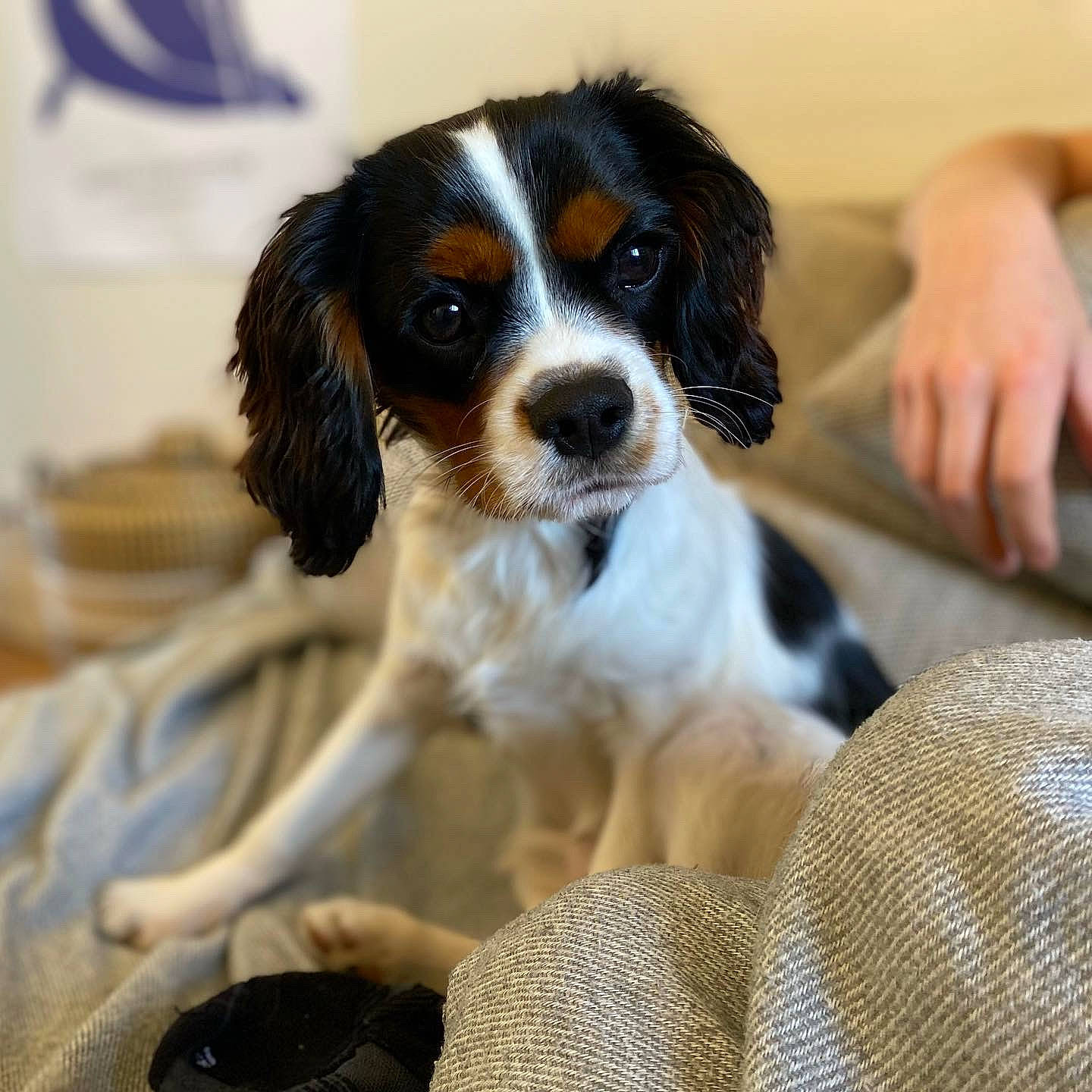 Titan a rejoint le concours — aidez-le/la à gagner de superbes lots ! bored, canidae, carnivore, cavalier_king_charles_spaniel, comfort, companion_dog, dog, dog_breed, fur, king_charles_spaniel, puppy, snout, spaniel, sporting_group, terrestrial_animal, toy_dog, whiskers, working_animal, working_dog, wrist