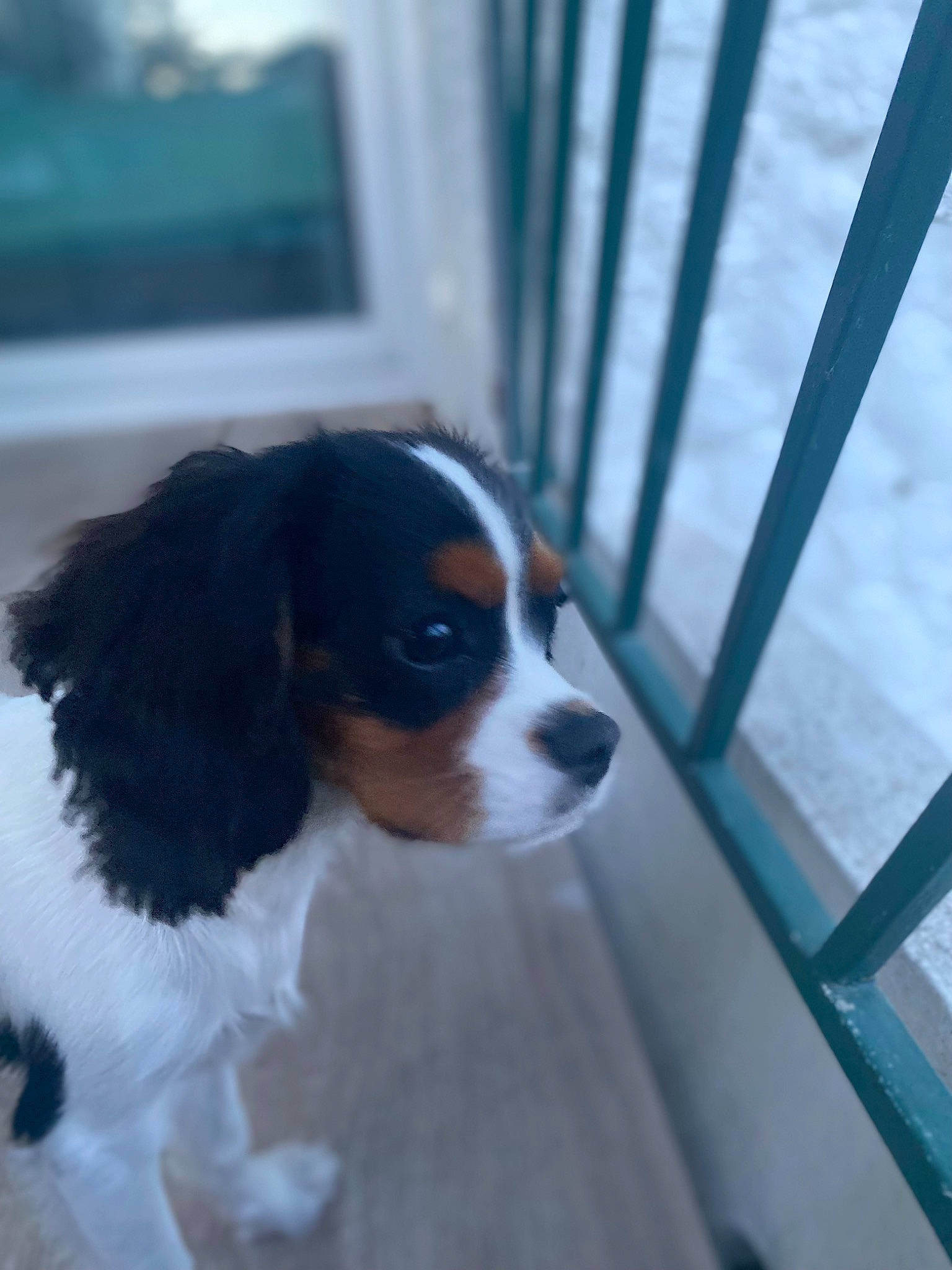 Titan participe au concours pour gagner de l'argent avec cette photo : carnivore, cavalier_king_charles_spaniel, collar, companion_dog, dog, dog_breed, door, fur, gun_dog, king_charles_spaniel, snout, spaniel, sporting_group, tail, toy_dog, whiskers, working_animal, working_dog