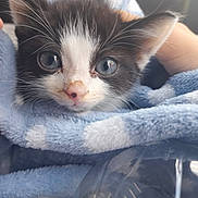 Jack joined the competition — help win amazing prizes! kitten, cat, blue_eyes, black_and_white, blanket, hand, soft_texture, close_up, pet, cute, fur, whiskers, indoor, cozy, animal, young, face, resting, comfort, snuggled