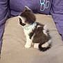 Jack is registered to the contest to win money with this photo: kitten, cat, collar, purple_hoodie, cushion, beige, furry, pet, animal, indoor, small, cute, fluffy, sitting, looking_away, soft, young, domestic, companion, cozy