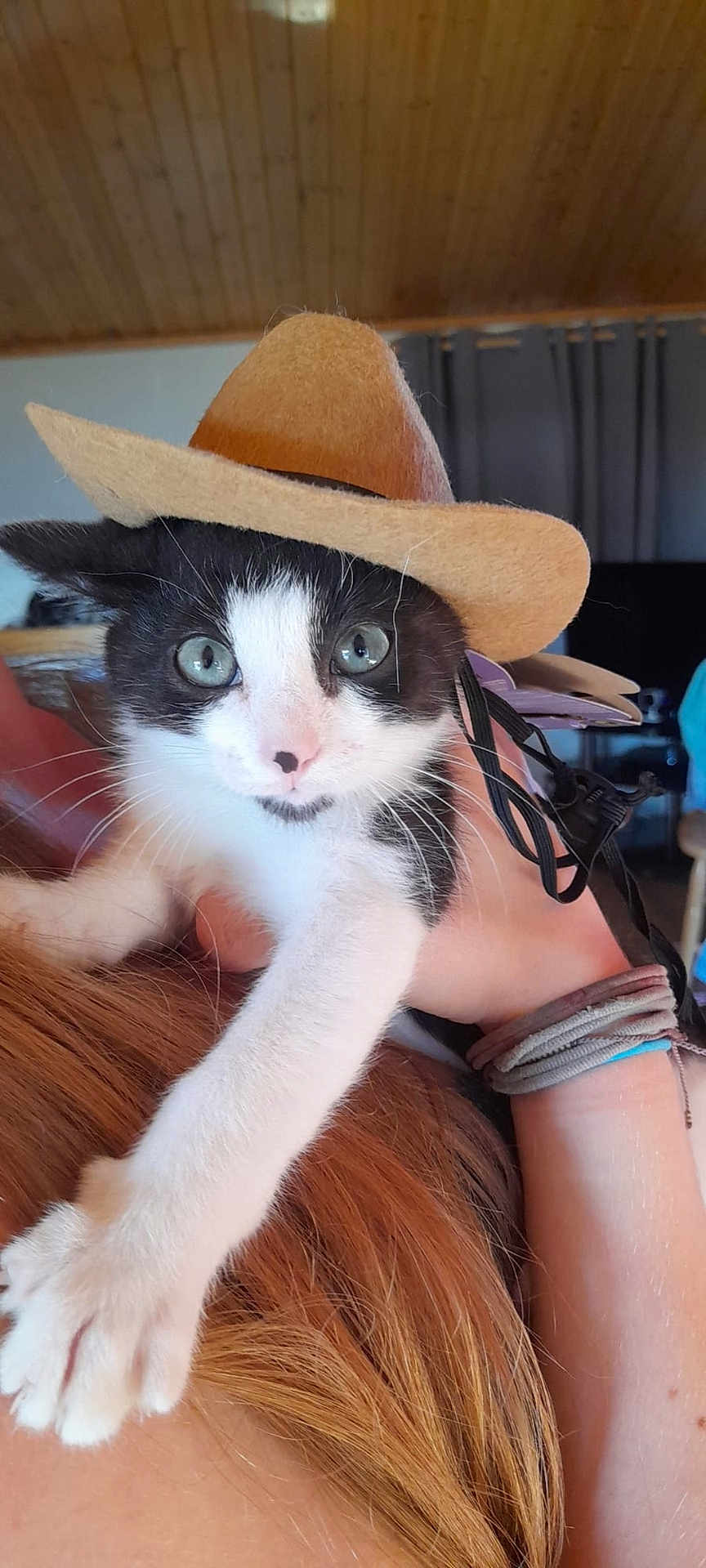Jack joined the competition — help win amazing prizes! kitten, cat, black_and_white, cowboy_hat, pet, animal, cute, indoor, person, hand, fur, whiskers, blue_eyes, holding, wristband, hair, curtain, wooden_ceiling, funny, portrait