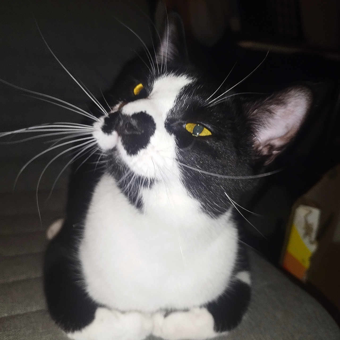 Poirot