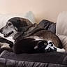 Poirot joined the competition — help win amazing prizes! dog, cat, couch, pet, indoor, relaxed, black_and_white_cat, mixed_breed_dog, furniture, cozy, home, animal, laying_down, snuggling, whiskers, ears, fur, domestic, companion, resting