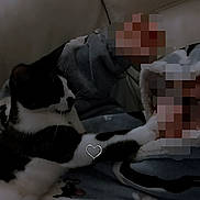 Poirot joined the competition — help win amazing prizes! cat, black_and_white, paw, slipper, blanket, indoor, cozy, furniture, resting, pet, feline, soft, comfy, home, animal, cute, relaxing, sleepy, whiskers, fur