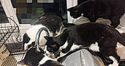 Poirot joined the competition — help win amazing prizes! cat, tuxedo_cat, kitchen, sink, faucet, window, domestic, indoor, animal, pet, curious, black_and_white, multiple_cats, countertop, dish_rack, water, floor, window_sill, household, four_cats