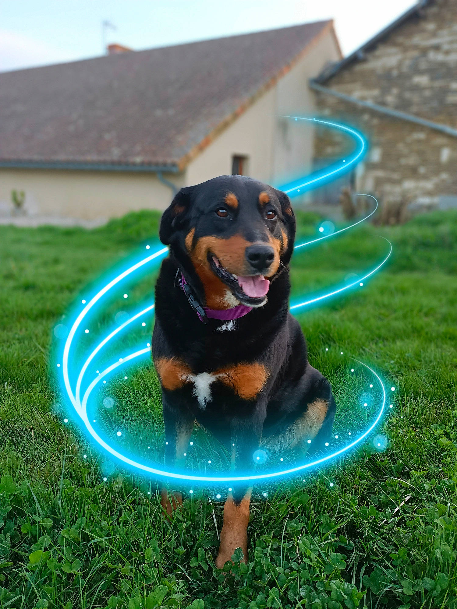 Maya a rejoint le concours — aidez-le/la à gagner de superbes lots ! building, canidae, carnivore, companion_dog, dog, dog_breed, dog_supply, grass, green, guard_dog, leisure, liquid, plant, recreation, sky, sporting_group, sports, sports_equipment, water, working_dog