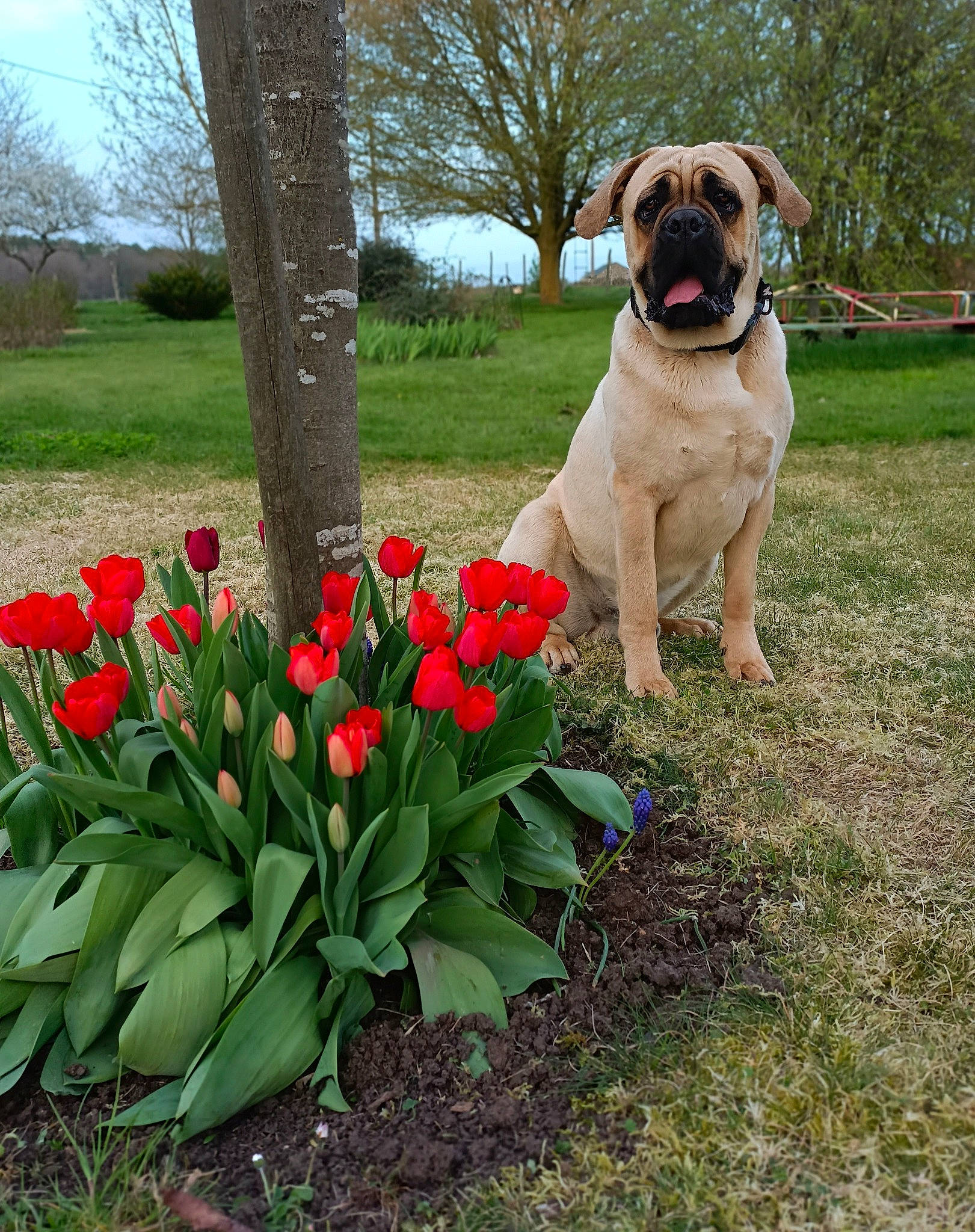 Socrate participe au concours pour gagner de l'argent avec cette photo : annual_plant, carnivore, collar, companion_dog, dog, dog_breed, dog_collar, fawn, flower, grass, groundcover, landscape, lawn, petal, plant, pug, sky, terrestrial_plant, tree, wrinkle