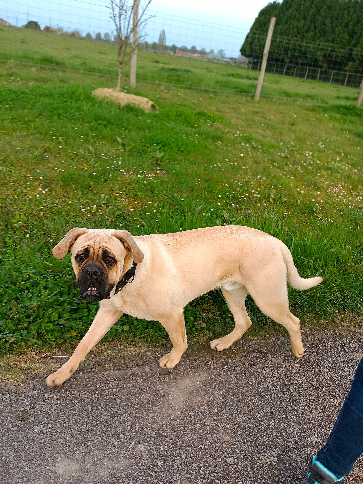 Socrate participe au concours pour gagner de l'argent avec cette photo : carnivore, collar, companion_dog, dog, dog_breed, dog_collar, fawn, grass, gun_dog, leash, mammal, plant, retriever, sky, snout, sporting_group, tail, tree, vertebrate, working_animal