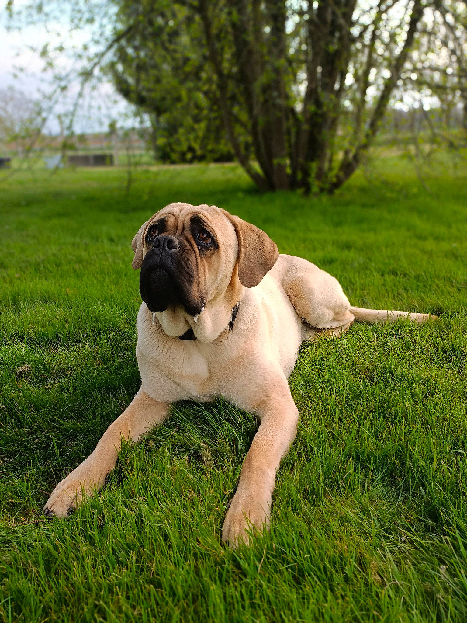 Socrate participe au concours pour gagner de l'argent avec cette photo : canidae, carnivore, collar, companion_dog, dog, dog_breed, dog_collar, fawn, grass, grassland, non_sporting_group, plant, pug, sky, snout, sporting_group, tree, working_animal, working_dog, wrinkle