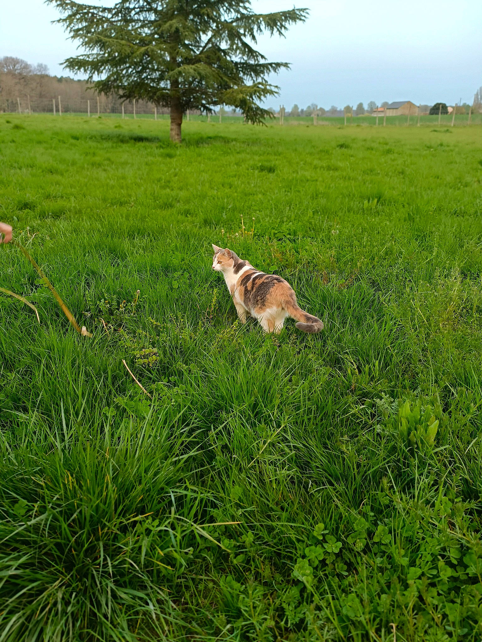 Pastel participe au concours pour gagner de l'argent avec cette photo : biome, carnivore, dog, dog_breed, ecoregion, fawn, grass, grassland, groundcover, land_lot, landscape, meadow, natural_landscape, people_in_nature, plain, plant, plant_community, rural_area, sky, tree