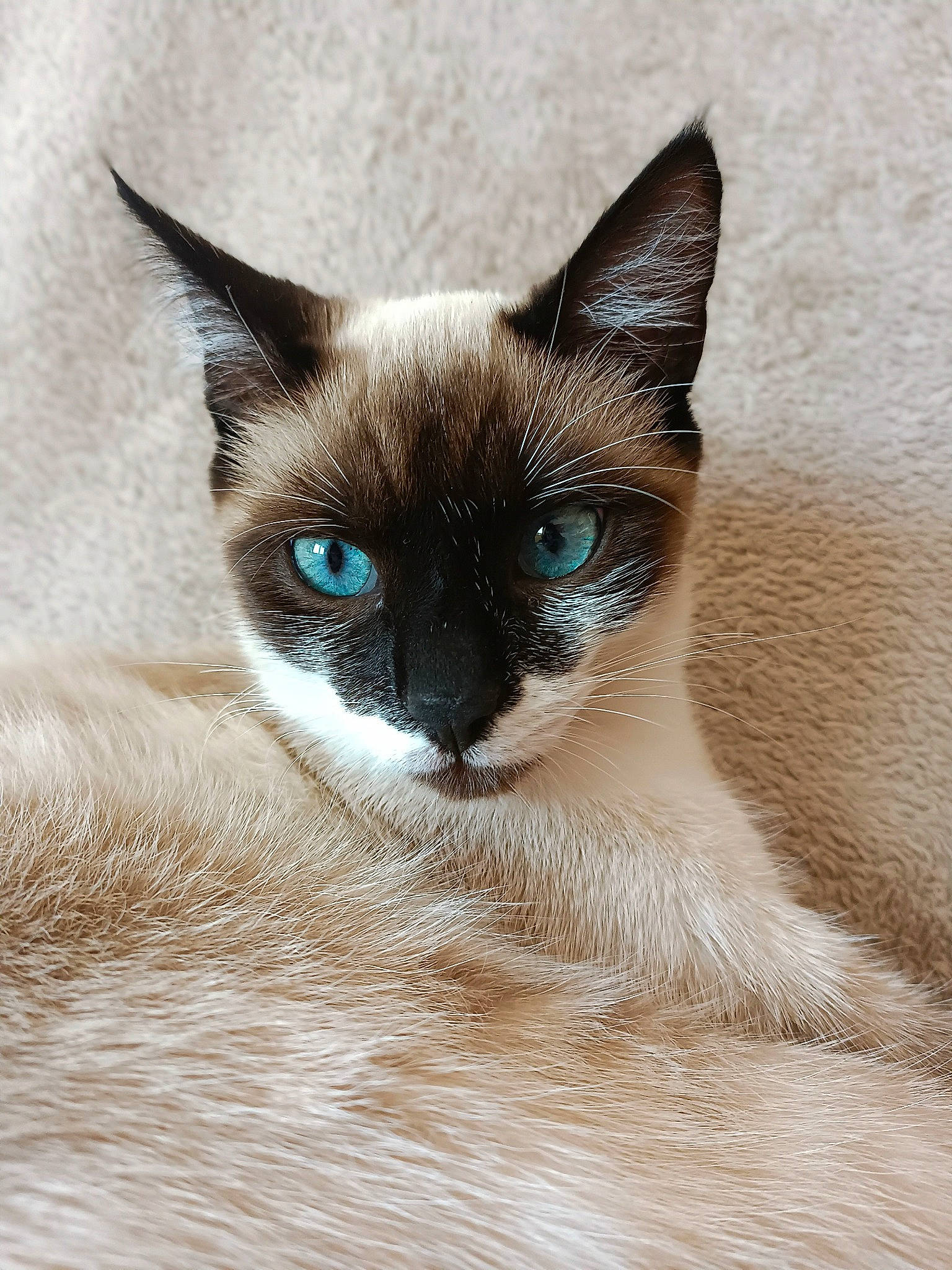 Jaya a rejoint le concours — aidez-le/la à gagner de superbes lots ! carnivore, cat, domestic_short_haired_cat, eye, face, fawn, felidae, fur, head, siamese, small_to_medium_sized_cats, snout, terrestrial_animal, whiskers, wildlife