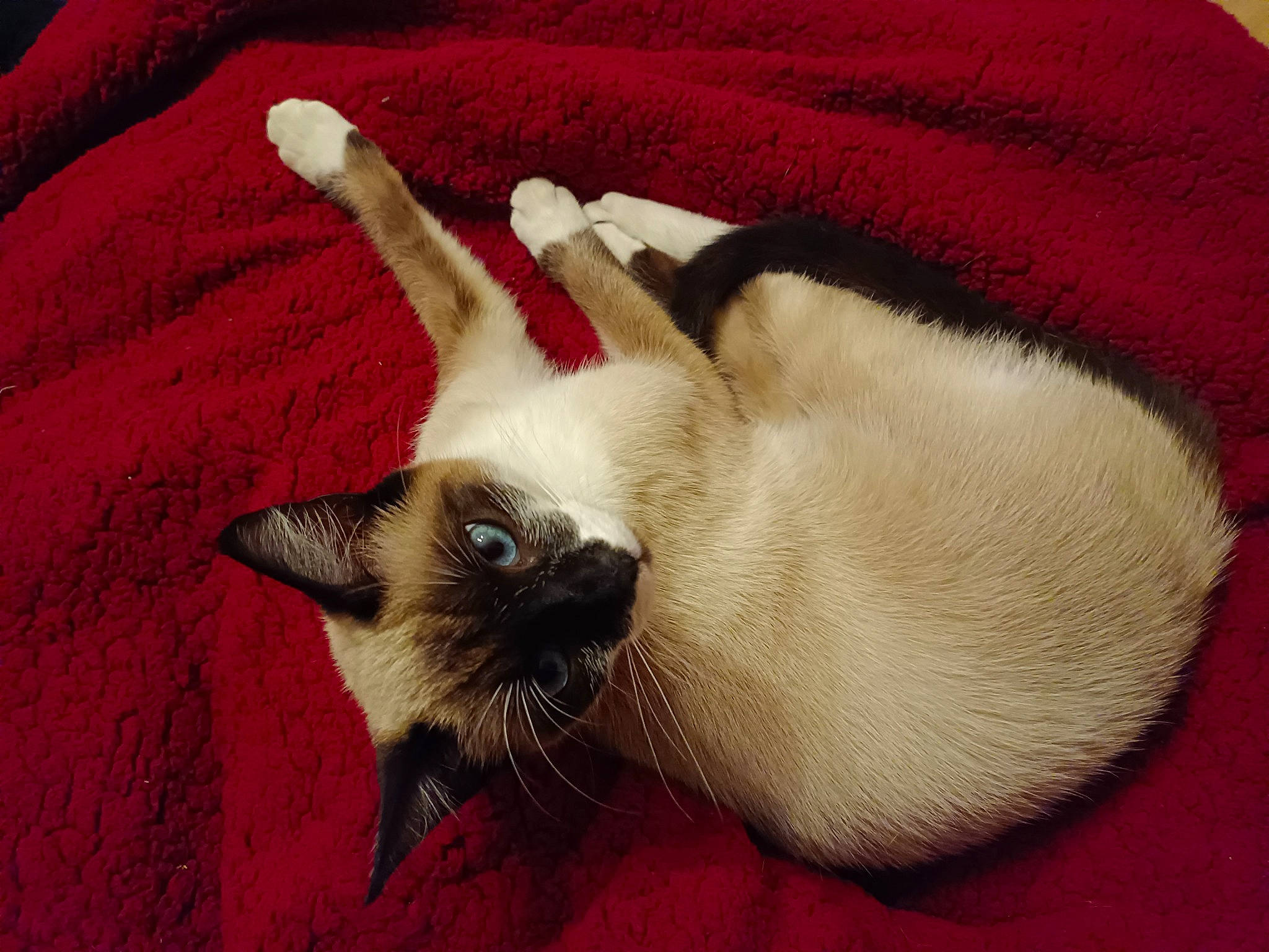 Jaya a rejoint le concours — aidez-le/la à gagner de superbes lots ! balinese, birman, carnivore, cat, cat_supply, claw, comfort, dog_breed, fawn, felidae, fur, linens, nap, paw, siamese, small_to_medium_sized_cats, snout, tail, thai, whiskers