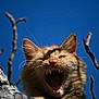 Caramel participe au concours pour gagner de l'argent avec cette photo :