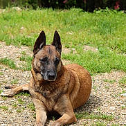 Leika participe au concours pour gagner de l'argent avec cette photo : dog, animal, outdoor, grass, greenery, nature, pet, canine, fur, resting, sunlight, garden, brown, ears, paw, relaxation, daytime, ground, leaves, peaceful