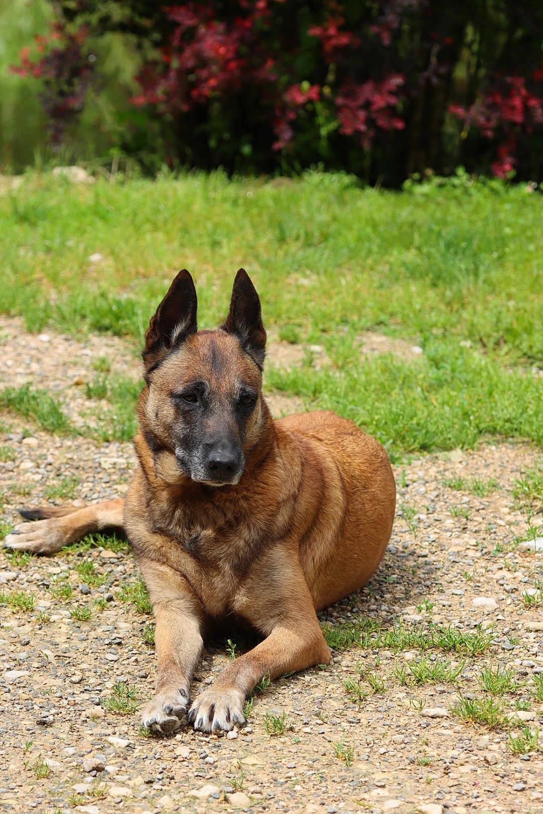 Leika participe au concours pour gagner de l'argent avec cette photo : dog, animal, outdoor, grass, greenery, nature, pet, canine, fur, resting, sunlight, garden, brown, ears, paw, relaxation, daytime, ground, leaves, peaceful