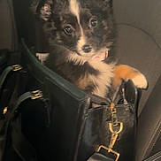 Sophie Jae joined the competition — help win amazing prizes! adorable, animal, bag, black_bag, car_seat, collar, cute, cute_pet, dog, fur, handbag, indoor, leather, looking, pet, pet_accessory, puppy, seat, small_dog, young_dog