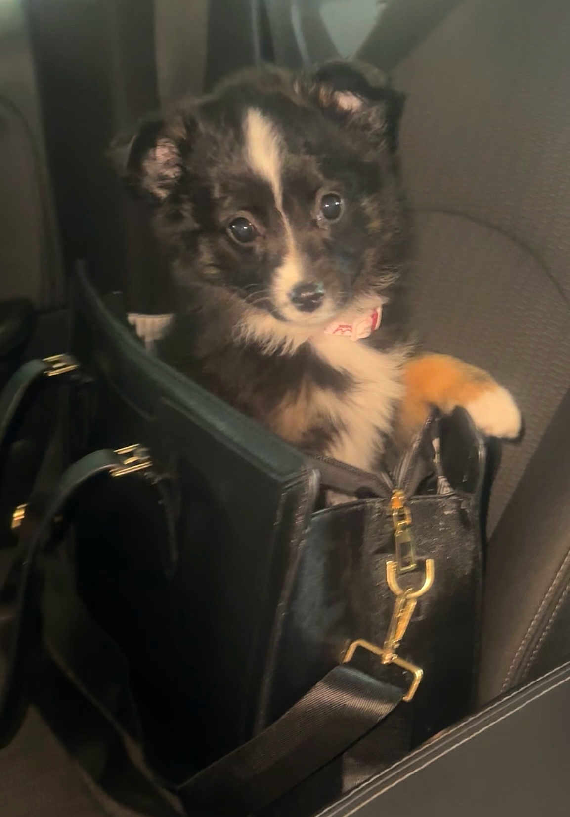 Sophie Jae joined the competition — help win amazing prizes! adorable, animal, bag, black_bag, car_seat, collar, cute, cute_pet, dog, fur, handbag, indoor, leather, looking, pet, pet_accessory, puppy, seat, small_dog, young_dog