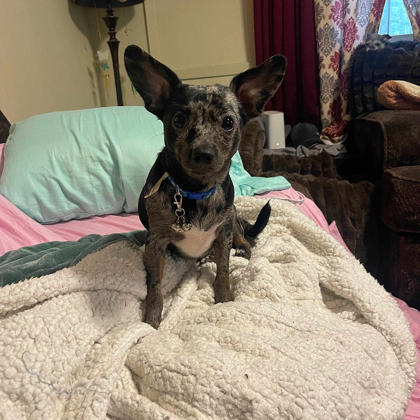 Axel Lee joined the competition — help win amazing prizes! alert, animal, bed, blanket, collar, comfort, cozy, curtains, dog, ears, framed_photo, fur, furniture, home, indoor, lamp, living_room, pet, resting, small_dog